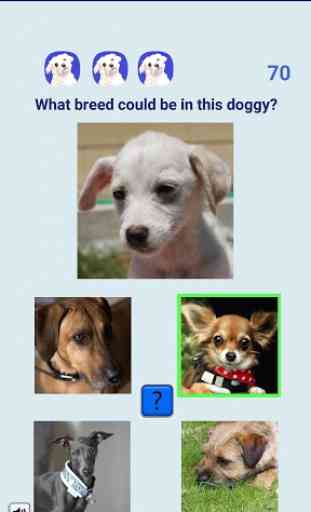 Adopt a Doggy Quiz - con perros del refugio 3