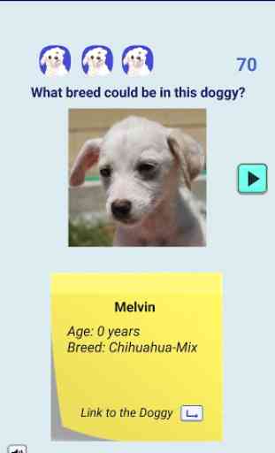 Adopt a Doggy Quiz - con perros del refugio 4
