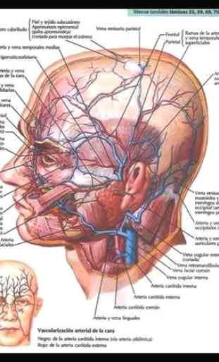 Anatomia humana. Estudia el cuerpo humano 3D 3