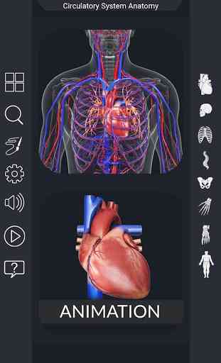 Circulatory System Anatomy 1