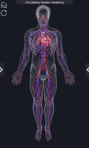 Circulatory System Anatomy 2