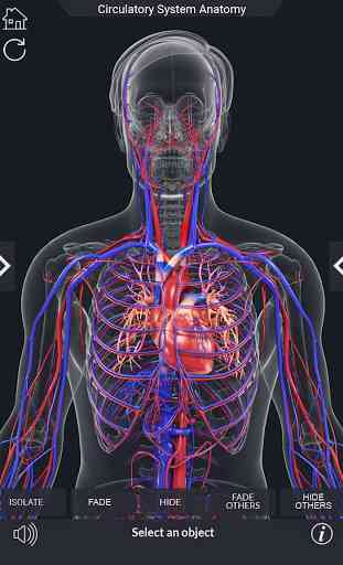 Circulatory System Anatomy 3