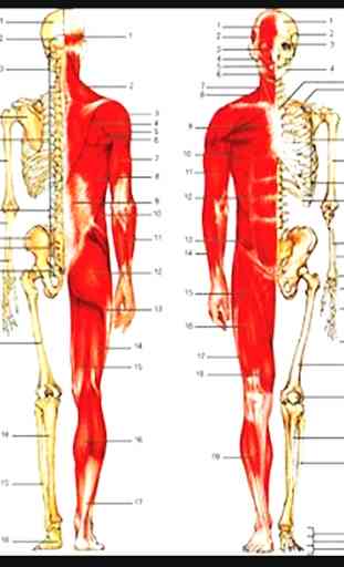 El cuerpo humano 3D huesos, músculos ... 1