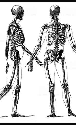 El cuerpo humano 3D huesos, músculos ... 2