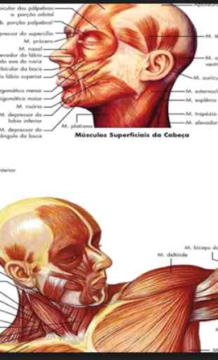 El cuerpo humano 3D huesos, músculos ... 3