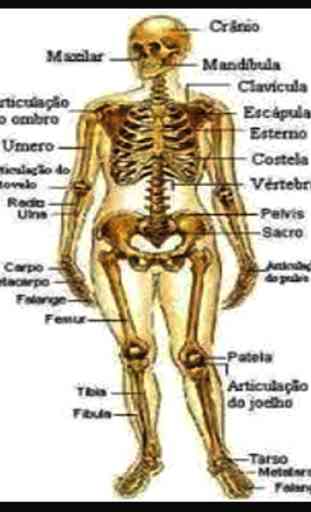 El cuerpo humano 3D huesos, músculos ... 4