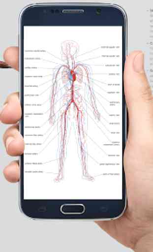 Human anatomy 3D : Organs and Bones 1