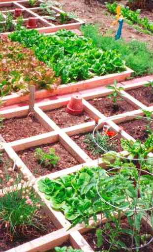 Ideas del jardín vegetal 2