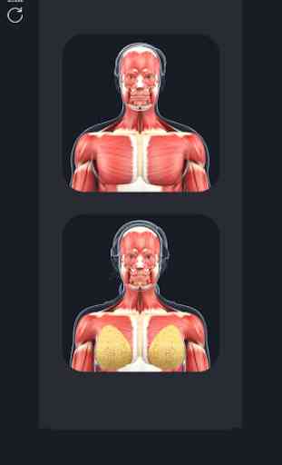 Muscle Anatomy Pro. 1