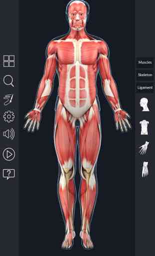 Muscle Anatomy Pro. 2