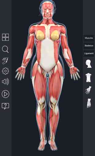 Muscle Anatomy Pro. 3