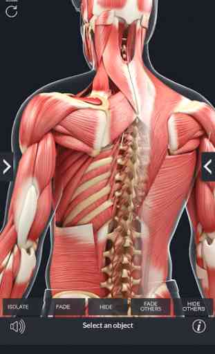 Muscle Anatomy Pro. 4