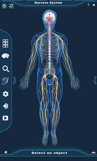 Nervous System Anatomy Pro. 1
