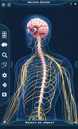 Nervous System Anatomy Pro. 3