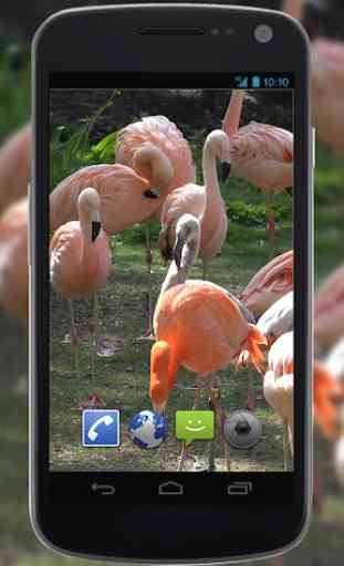4K Flamingo Video Live Wallpaper 1