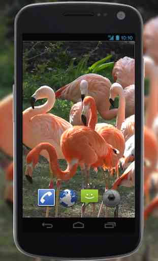 4K Flamingo Video Live Wallpaper 2