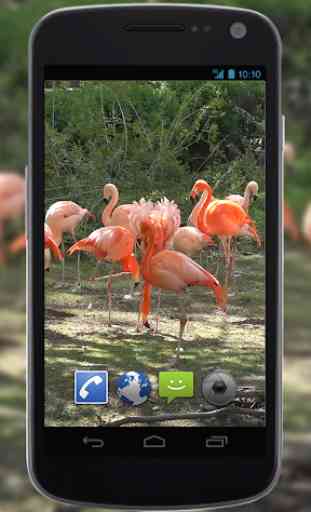 4K Flamingo Video Live Wallpaper 3