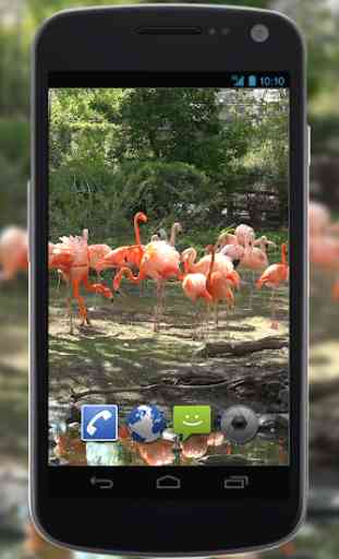 4K Flamingo Video Live Wallpaper 4
