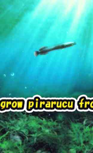 Pirarucu rising from fry 1