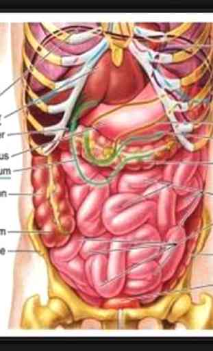 Anatomia Humana 3D. Cuerpo humano y funciones 1