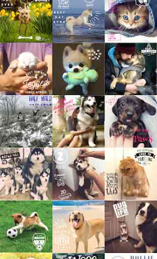 Fotos de mascotas - Editor de cara de mascotas 1