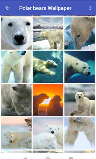 Polar bear Wallpapers 1