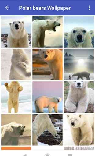 Polar bear Wallpapers 3