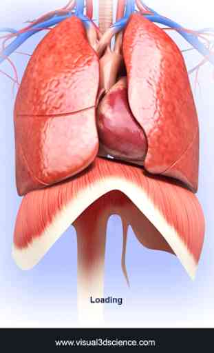 Respiratory System Anatomy 1