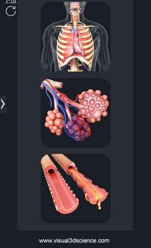 Respiratory System Anatomy 2