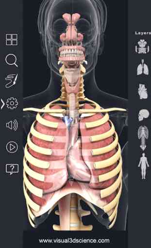 Respiratory System Anatomy 3