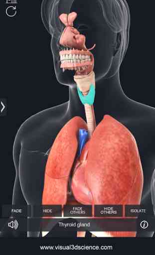 Respiratory System Anatomy 4