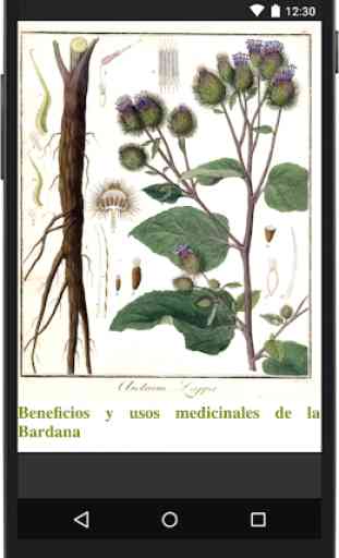 Plantas Medicinales y sus usos GRATIS 4