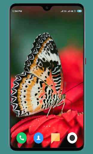 Butterfly Wallpaper 4K 2