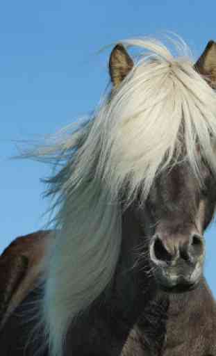 Caballos espanoles -imagenes de caballos finos 1