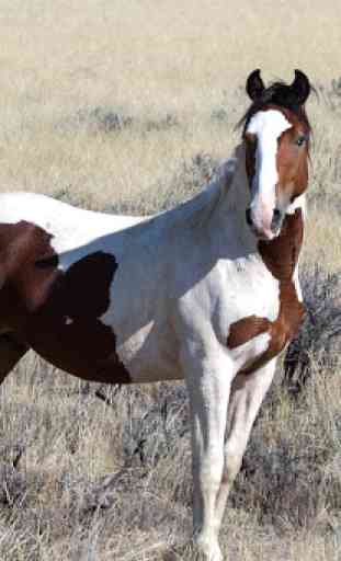 Caballos espanoles -imagenes de caballos finos 3
