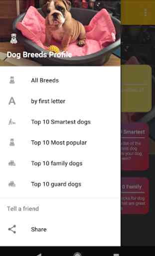 Dog Breeds Profile 3