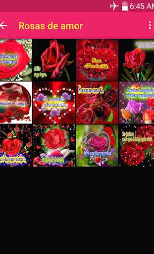rosas de amor rosas con frases de amor con rosas 2