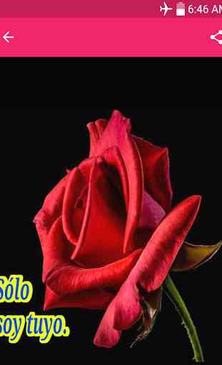 rosas de amor rosas con frases de amor con rosas 4