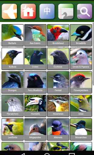 Sabah Birds 2