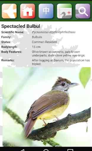 Sabah Birds 3