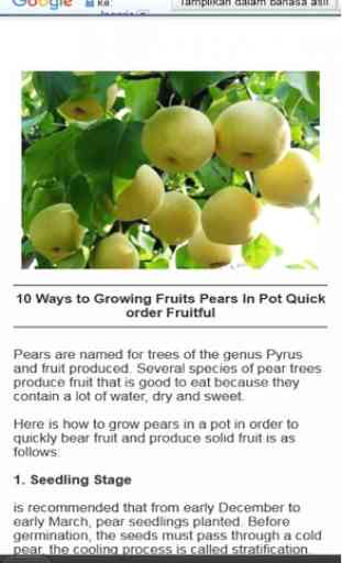 Cultivo de plantas frutales en maceta. 4