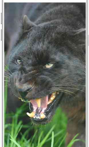 Black Panther Wallpaper HD 3