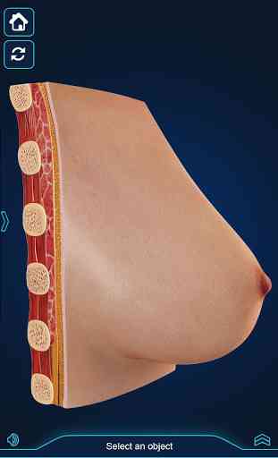 Breast Anatomy Pro. 3