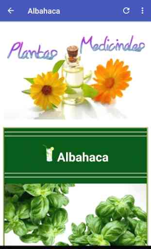 Plantas Medicinales y curativas 4