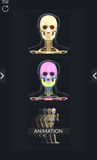 Skeleton Anatomy Pro. 1