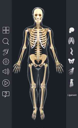 Skeleton Anatomy Pro. 2