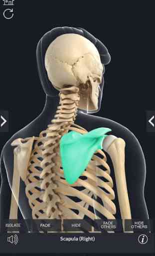 Skeleton Anatomy Pro. 3