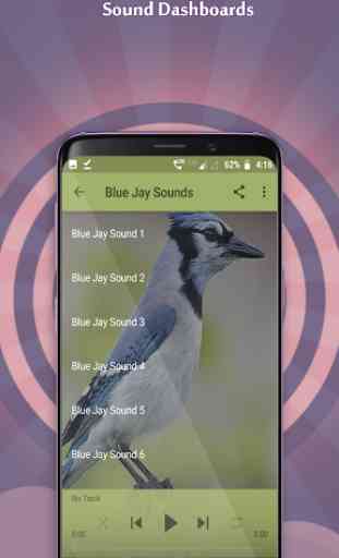 Blue Jay Sounds 3