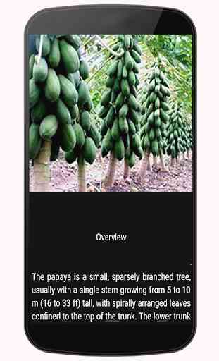 Health Benefits of Papaya 1
