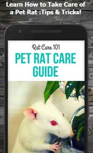 How to Take Care of a Pet Rat (Guide) 1